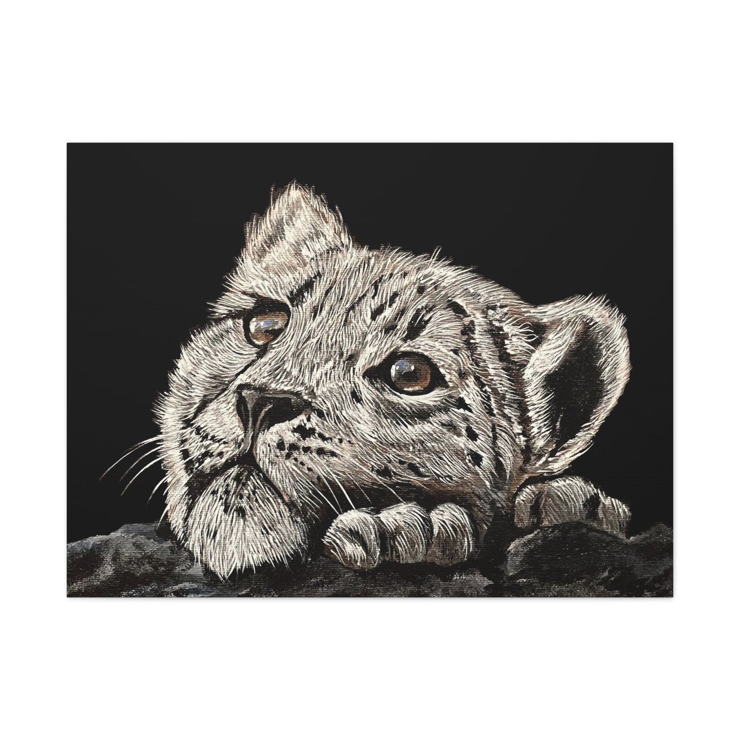 Snow Leopard Cub - Stretched Canvas Print