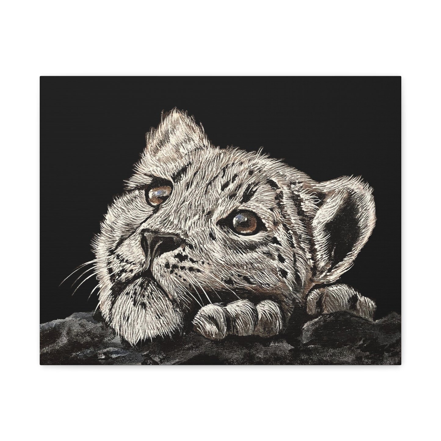 Snow Leopard Cub - Stretched Canvas Print