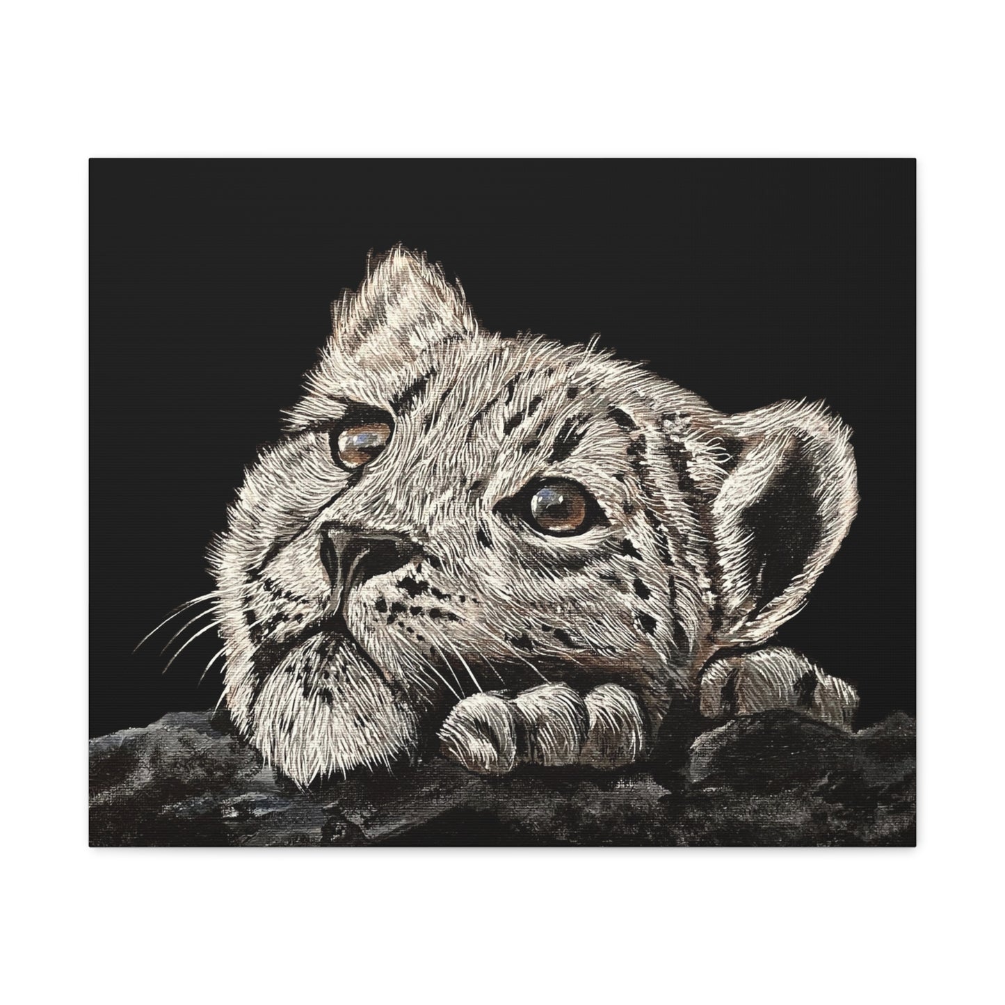 Snow Leopard Cub - Stretched Canvas Print