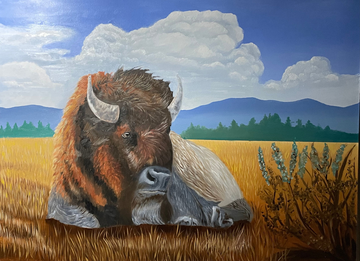 American Bison